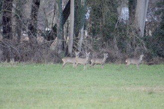 Roe deer (Capreolus capreolus), female, male, jump, meadow, winter, Germany, 2 roebucks and 3 does