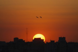 Birds fly towards sunset over the rooftops of Buenos Aires, Argentina, South America