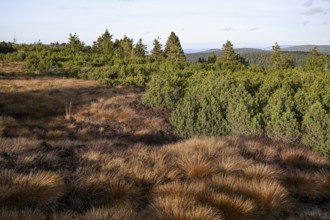 High moor on the Hornisgrinde, Hornisgrinde-Biberkessel nature reserve, municipality of