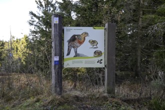 Capercaillie display, high moor on the Hornisgrinde, Hornisgrinde-Biberkessel nature reserve,