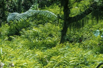 Tropical vegetation, Tahiti, French polynesia