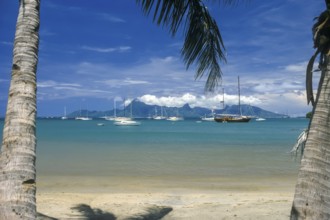 View through two palm trees of sailing yachts and Moorea, Tahiti, Franz. Poynesia