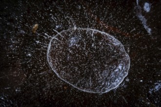 Air bubble in the ice of a frozen lake in winter, Finland