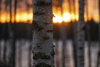 Birch logs, birch forest on a lake, setting sun, Finland