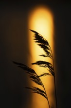 Silhouette of reed stalks, setting sun reflected on sea surface, Finland