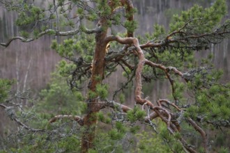 Gnarled branches of a pine tree in winter, near Heinola, Finland