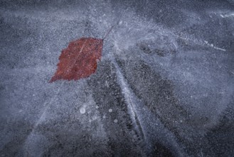 Reddish leaf in the ice layer of a frozen lake, winter, Finland