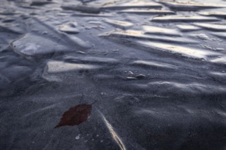Leaf in ice, pieces of ice interlocked, blue ice, frozen lake, Finland