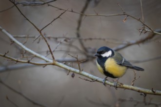 Great tit (Parus major) sitting on a branch in the forest, Baden-Württemberg, Germany