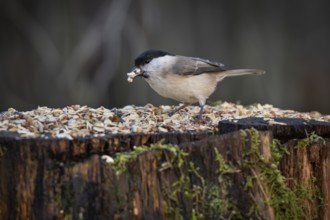 Willow Tit (Parus montanus) at a feeding site with sunflower seeds in its beak, Baden-Württemberg,