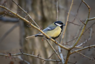 Great tit (Parus major) sitting on a branch, Baden-Württemberg, Germany