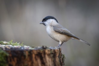 Willow Tit (Parus montanus) sitting on a tree trunk, Baden-Württemberg, Germany