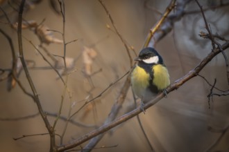 Great tit (Parus major) sitting on a branch in the forest in the evening light, Baden-Württemberg,