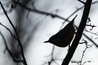 Silhouette, nuthatch (Sitta europaea), clutching a branch, Baden-Württemberg, Germany