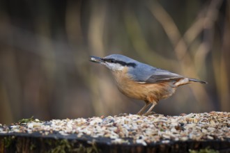 Nuthatch (Sitta europaea) at a feeding site with a sunflower seed in its beak, Baden-Württemberg,