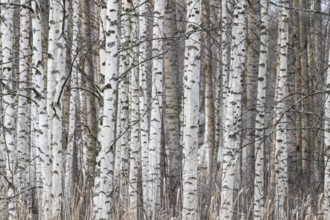 Tight standing, white-black trunks, birch forest in winter, Finland