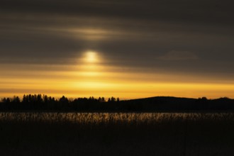 A calm lake at sunset with a yellowish cloudy sky and silhouettes of trees and reeds, Finland