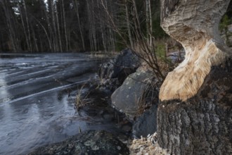 Thick tree trunk with beaver bites or beaver damage, wood chips from gnawing by the beaver (Castor