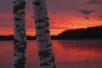 Two birch trunks after sunset over a still, frozen lake and forest, orange-red hues in the cloudy