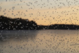 Small ice flowers on a window with lake and forest in the background at sunrise, Finland