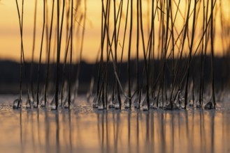 Iced drops on reed stalks, frozen lake, sunset, Finland