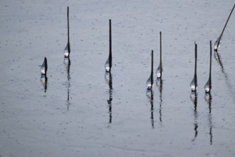 Iced drops on broken reed stalks, frozen lake, Finland