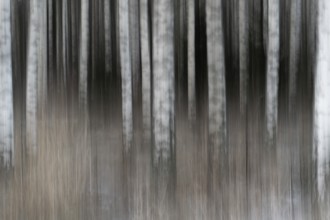 Closely standing, white-black logs, birch forest in winter, forest, wiped pattern, FinlandNarrow