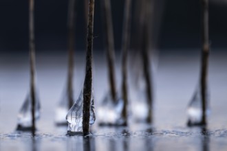 Close-up of icy drops on reed stalks, frozen lake, Finland