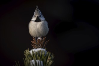 Crested Tit (Parus Scalloped ribbonfish) sitting on branch in pine tree (Pinus) in winter, Korpo or
