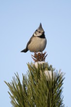 Crested Tit (Parus Scalloped ribbonfish) sitting on branch in pine tree (Pinus) in winter, Korpo or