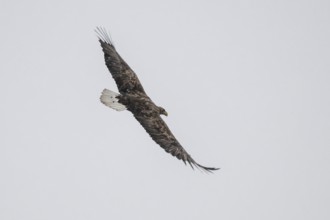 White-tailed eagle (Haliaeetus albicilla) in flight, Korpo or Korppoo, southern Finnish