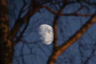 White waxing moon in the evening behind branches and trunk of a birch tree, dividing line between