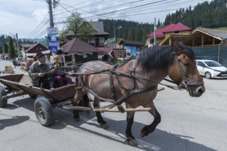 Horse cart on the road, Vorone?, Romania