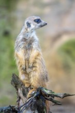 Meerkat, Suricata suricatta, in guard position, guard pose, observes the area surrounding the