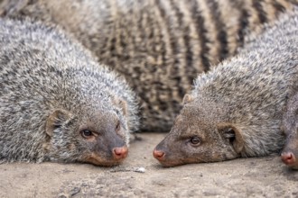 Zebra mongooses doze at lunchtime, live in associations of several dozen animals, live in Central