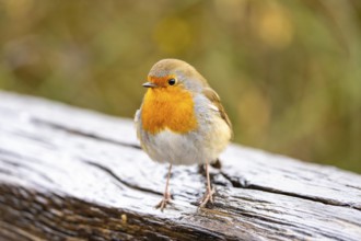 Robin, Erithacus rubecula, small wild bird, up to 14 cm long and weighs only 15-22 grams