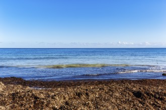 Turquoise sea, algae plague, seaweed carpet, washed seagrass, seaweed, Sargassum brown algae, empty