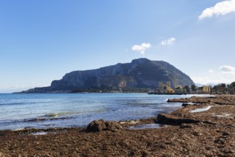 Mondello Bay, coastline, seaweed carpet, washed up seagrass, seaweed, Sargassum brown seaweed,