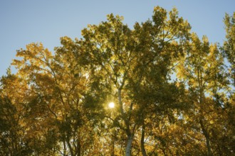 Autumn atmosphere, riparian forest, Lower Austria