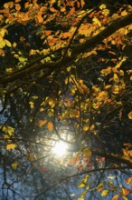 Autumn mood, riparian forest, water, Lower Austria