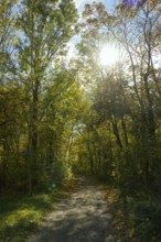 Riparian forest, sun, Lobau, hiking trail, Lower Austria