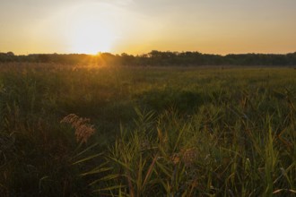 Morning atmosphere, meadow, sunrise, Lower Austria