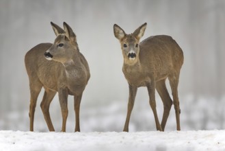 Roe deer (Capreolus capreolus) winter coat, foraging, portrait, snow and frost, leap, narrow deer,