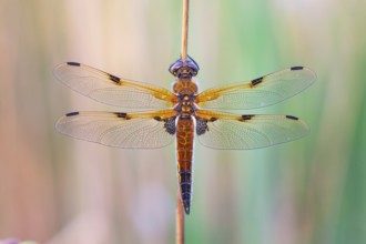 Four-spotted damselfly (Libellula quadrimaculata), Four-spotted chaser, Summer, Sailing dragonfly,