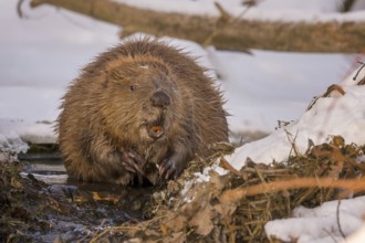 European beaver (Castor fiber) Eurasian beaver, frost and ice, foraging, Middle Elbe, heraldic