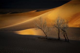 Sand dunes with trees in the Rhub al Khali desert, empty quarter, largest sandy desert in the