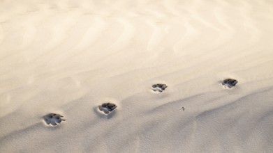 Traces in the sand, white sand dunes in the Khaluf Desert, Oman