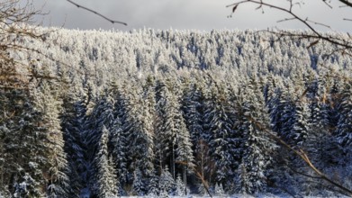 Sun-drenched, snow-covered winter forest, cold, clear atmosphere, Rennsteig, Thuringian Forest