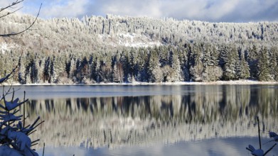 Wintery lake with snow-covered forest and reflection in clear water, Rennsteig, Thuringian Forest