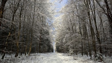 A bright winter trail leads through a snowy forest, Rennsteig, Frankenwald
